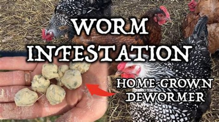 Do I need to deworm chickens?