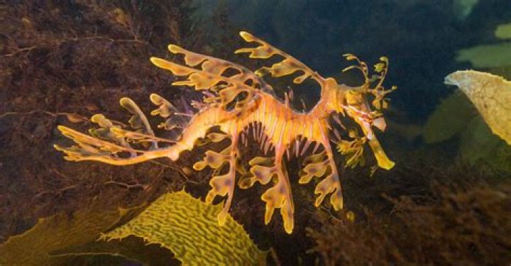 Do leafy sea dragons have bones?