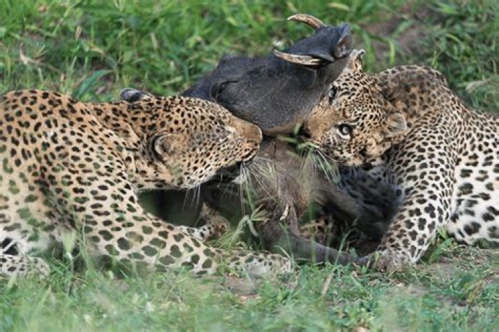 Do leopards eat lions?