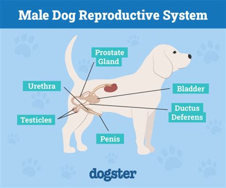 Do male dogs know im on my period?