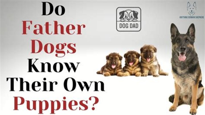 Do male dogs love their puppies?