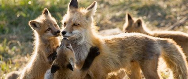 Do male foxes stay with the family?