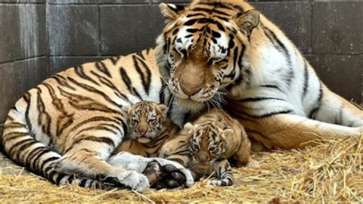 Do male tigers eat their cubs?