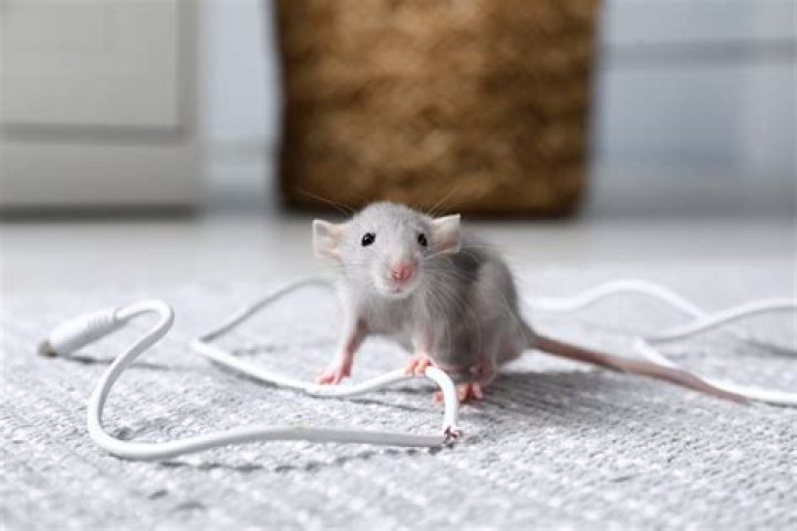 Do mice chew in walls?