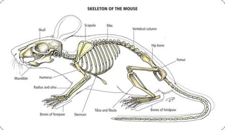 Do mice have thumbs?