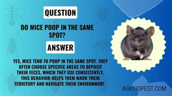 Do mice poop in the same spot?