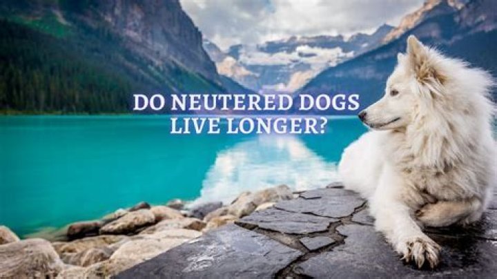 Do neutered dogs live longer?