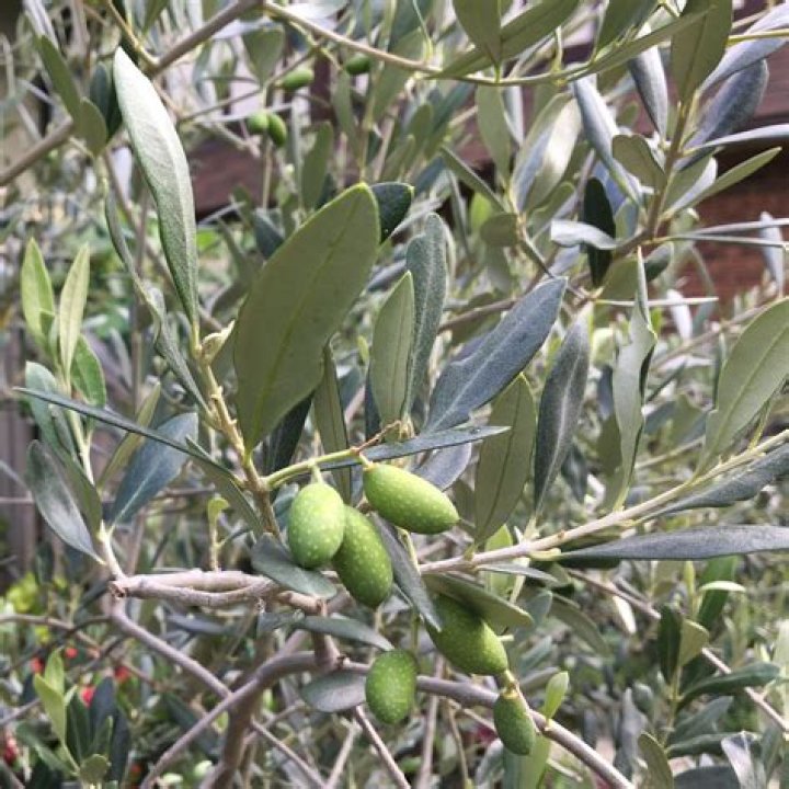 Do olives grow mold?