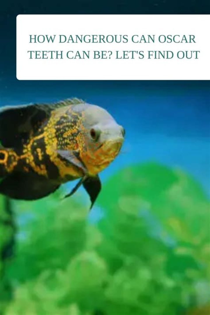 Do Oscars have teeth?