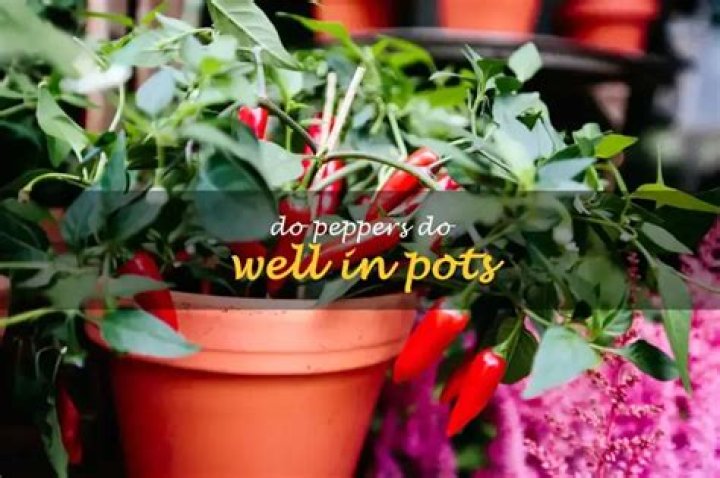 Do peppers do well in pots?