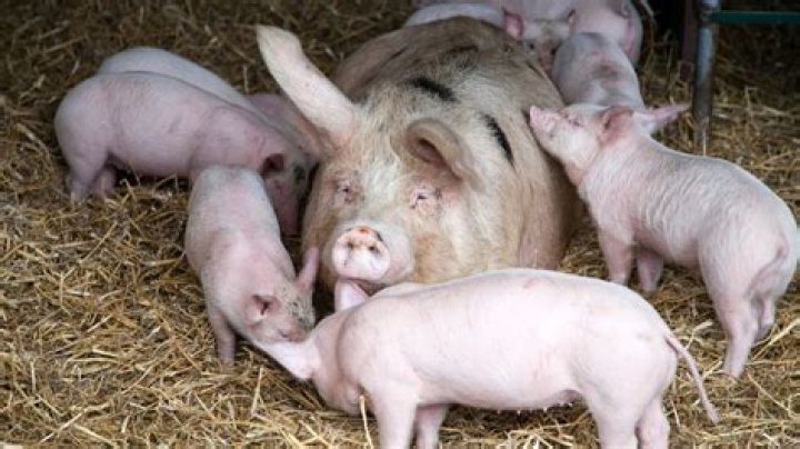 Do pigs eat their babies?