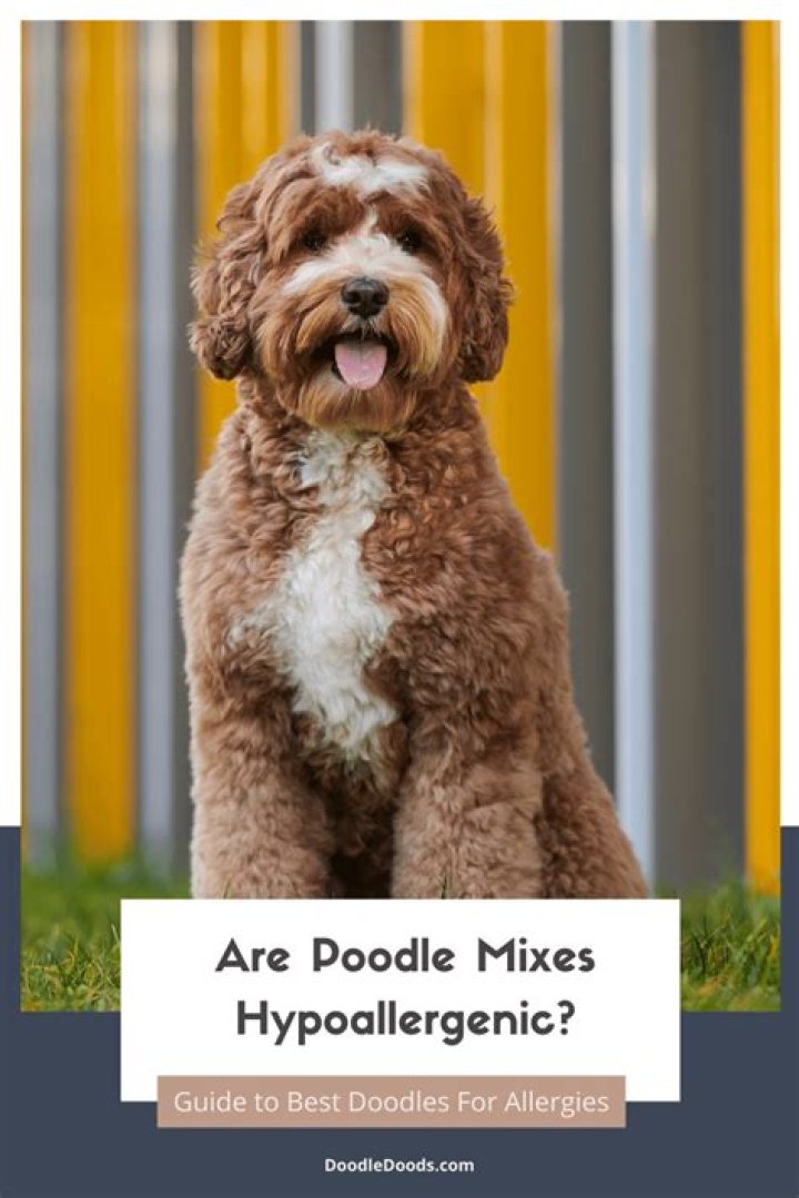Do poodles protect you?