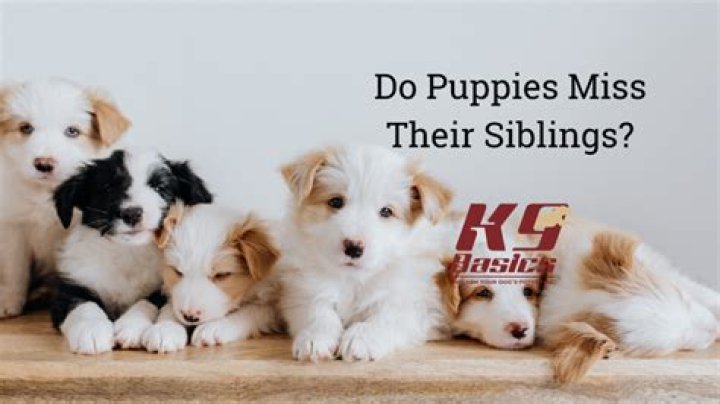 Do puppies miss their siblings?