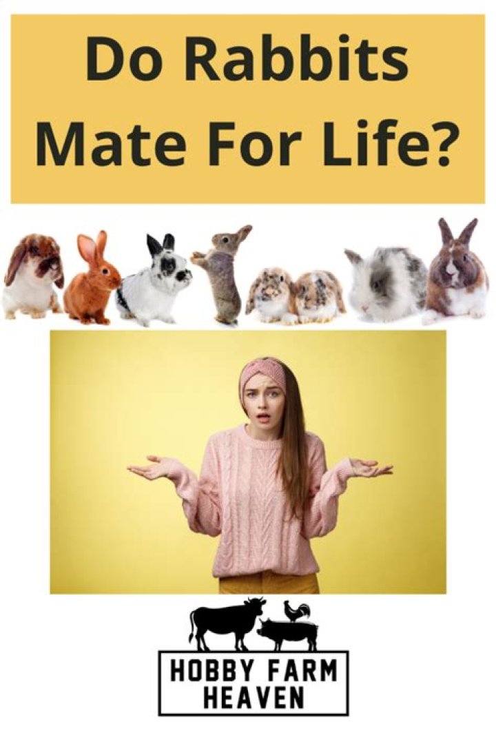 Do rabbits mate for life?