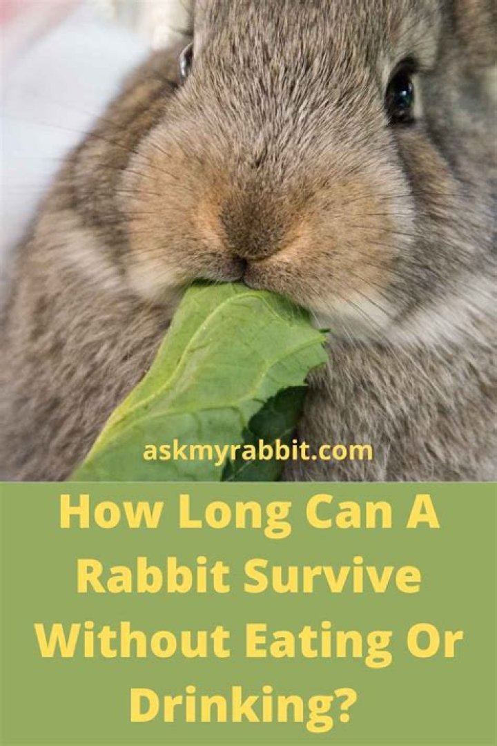 Do rabbits stop eating when they are full?