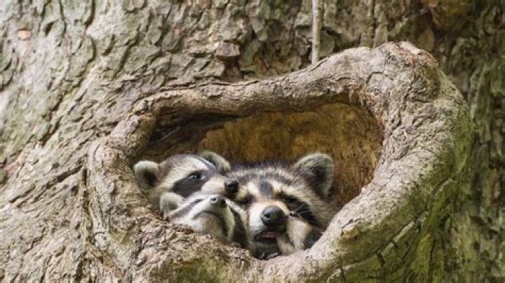 Do raccoons eat their babies?