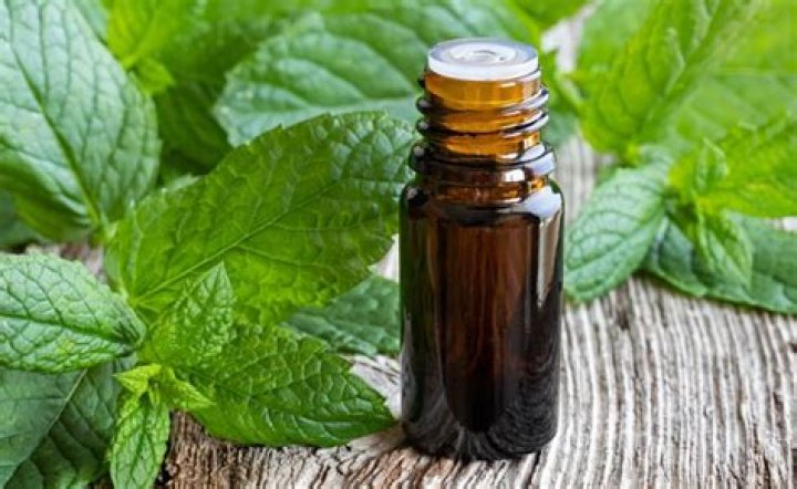 Do rats hate peppermint?