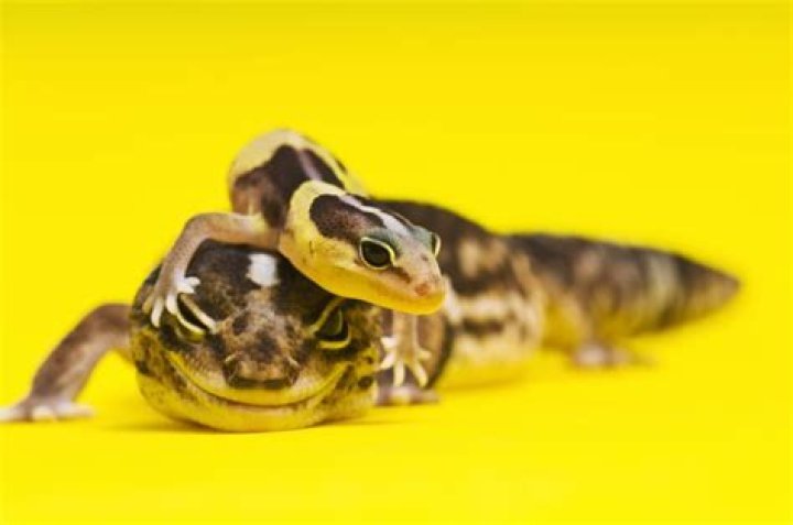 Do reptiles get lonely?