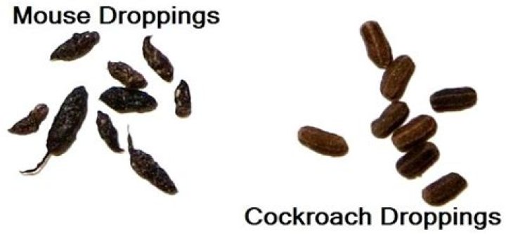 Do roaches poop?