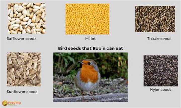 Do robins eat bird seed?