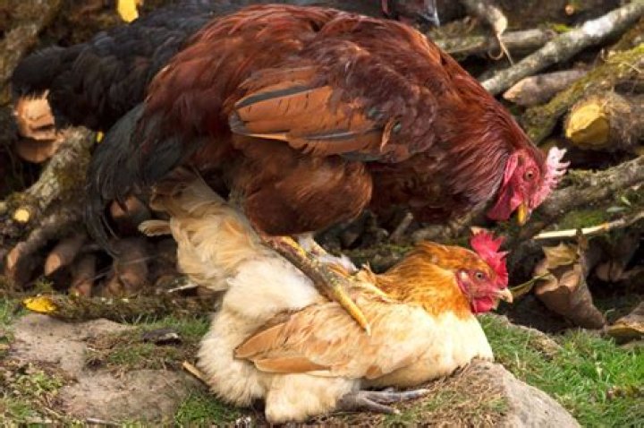 Do roosters have a favorite hen?
