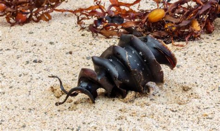 Do sharks lay eggs?