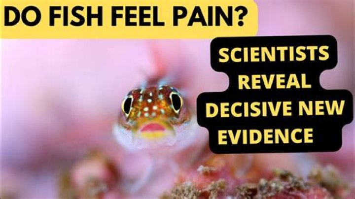 Do shellfish feel pain?