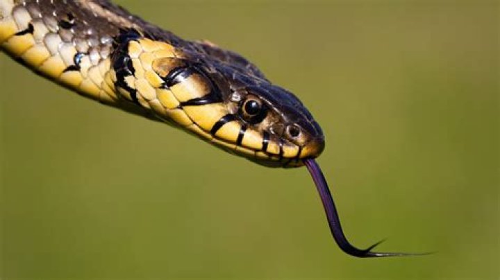 Do snakes hiss before striking?