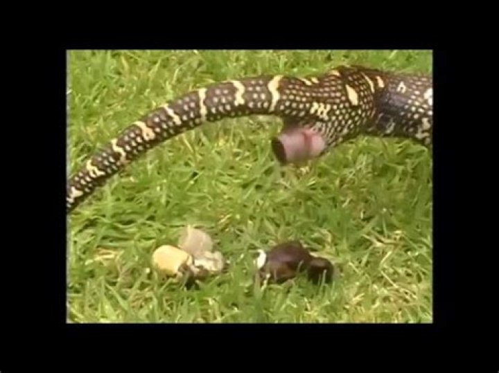 Do snakes poop bones?