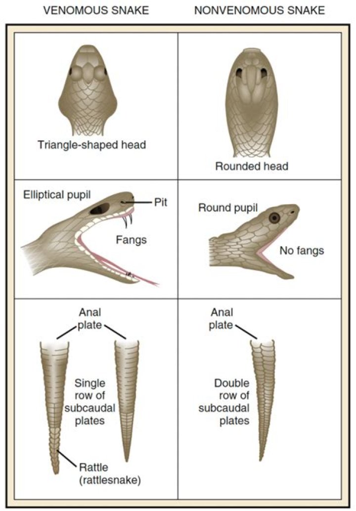Do snakes recognize faces?