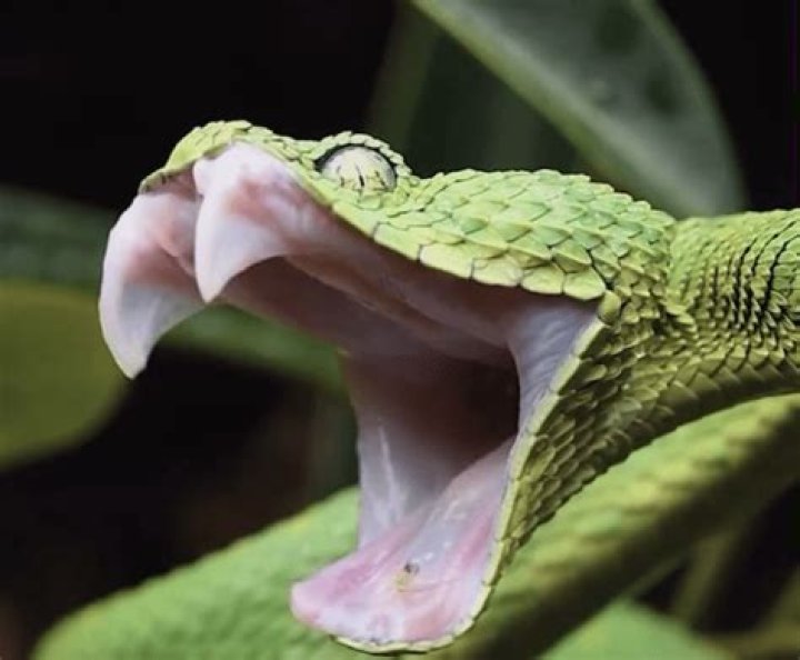 Do snakes yawn?