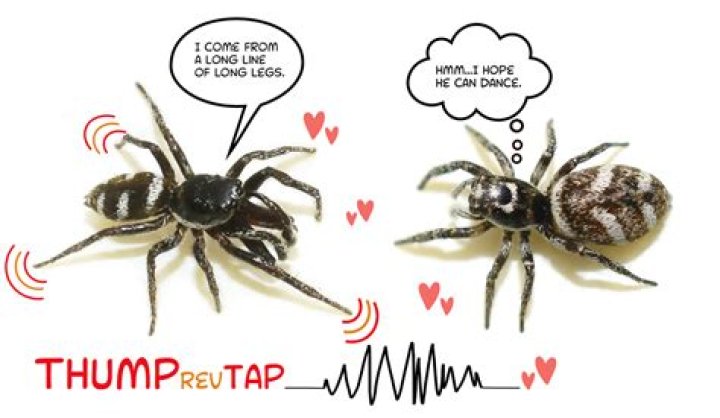 Do spiders purr?