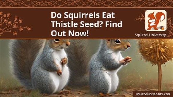 Do squirrels eat thistle seed?