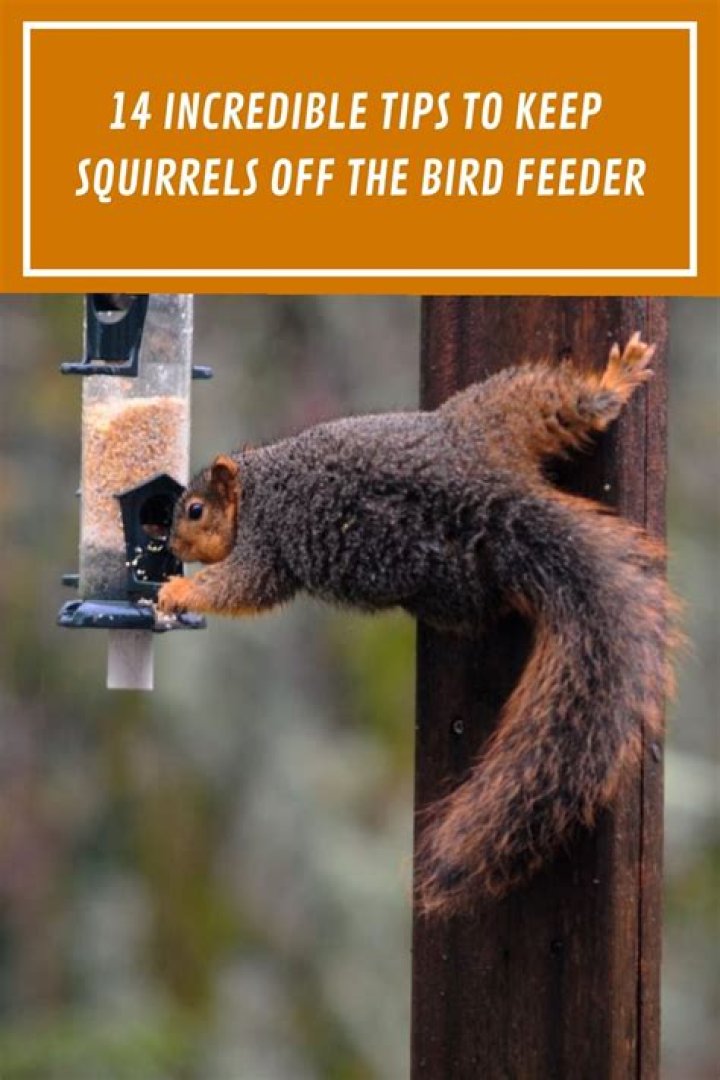 Do squirrels keep birds away?