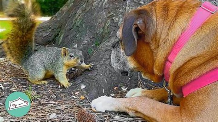 Do squirrels laugh at dogs?