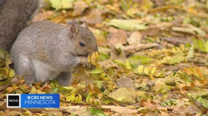Do squirrels leave droppings like mice?