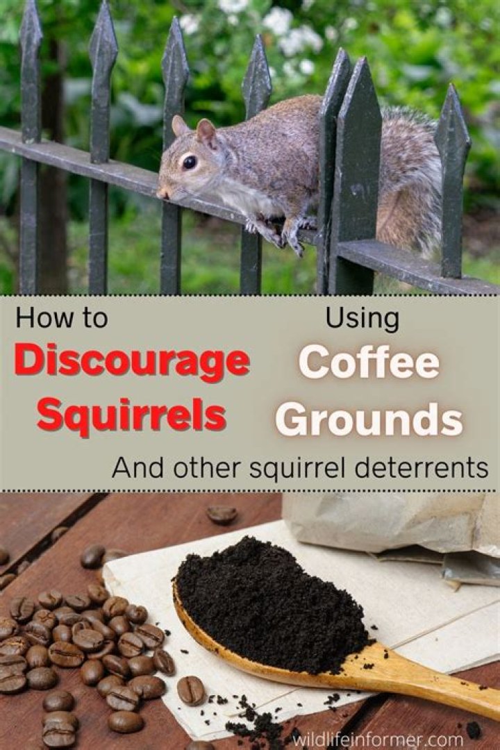 Do squirrels like coffee grounds?