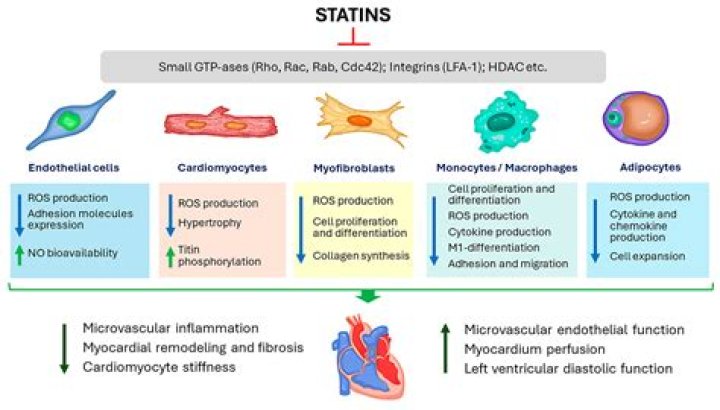 Do statins clear the arteries of plaque?