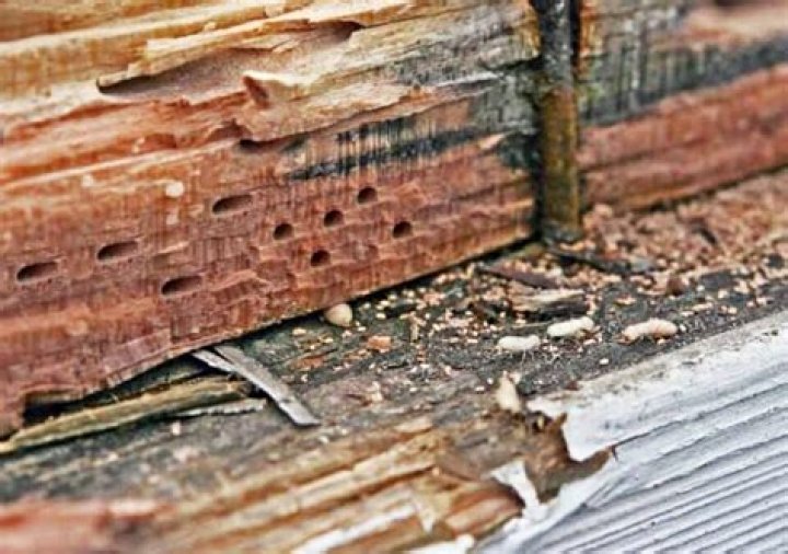 Do termites eat Masonite siding?