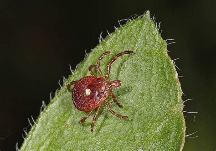 Do ticks live in mowed grass?