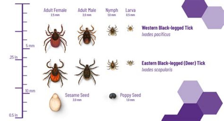 Do ticks serve a purpose?