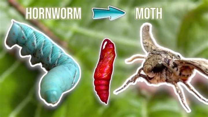 Do tomato worms turn into butterflies or moths?