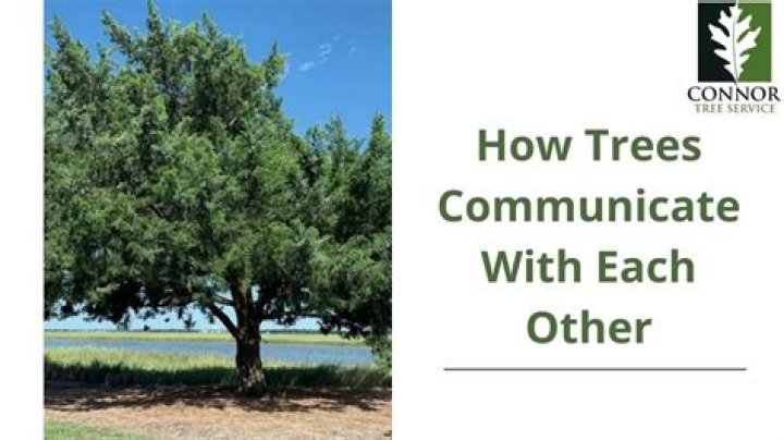 Do trees communicate to each other?