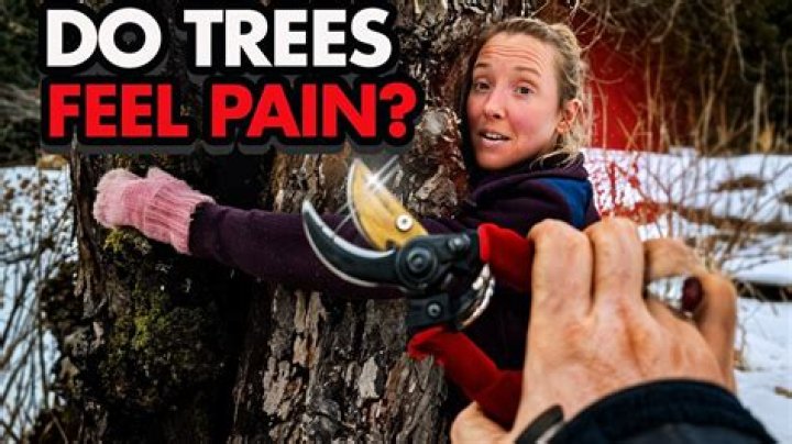 Do trees feel pain when cut down?