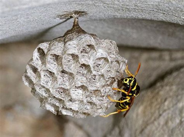 Do Wasps pee?