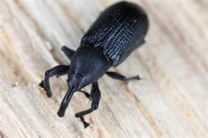 Do weevils live in oats?