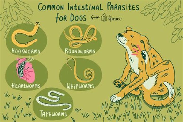 Do worms communicate?