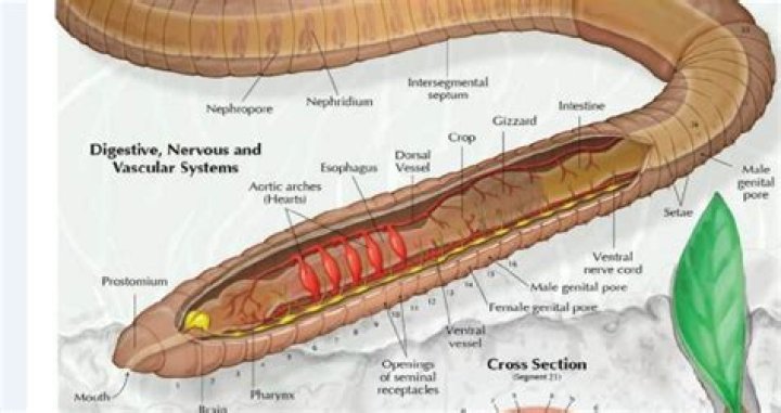 Do worms have a brain?