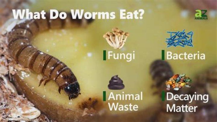 Do worms make you tired?
