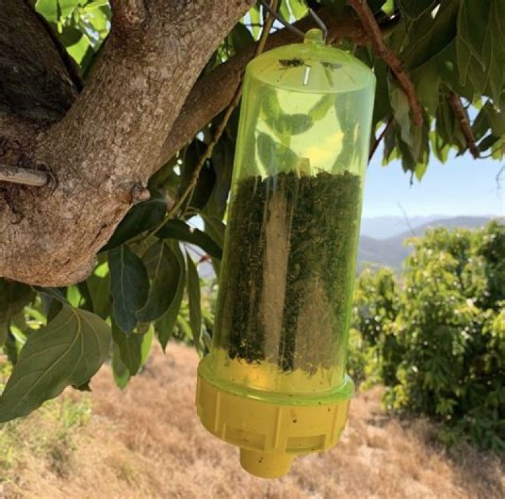 Do yellow jacket traps work?